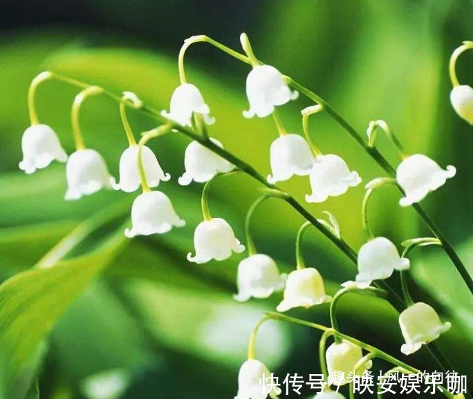 此花花姿绰约，宛如一串串洁白的小铃铛，散发着阵阵清雅的芳香