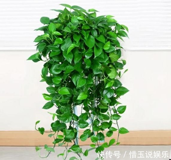 养绿萝这点最关键,叶子绿油油,新芽蹭蹭冒,1个月爆成绿瀑布!