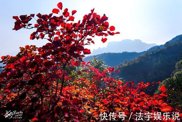 韩家洼|河南林州，太行山村的诗意秋色，万山红遍村民晒秋忙