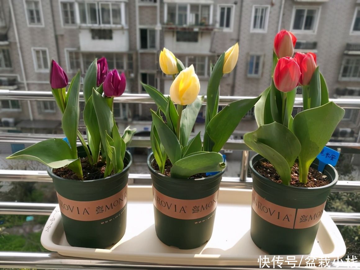 夜来香|你养的花,可能是“毒花”,盘点8种常见毒花