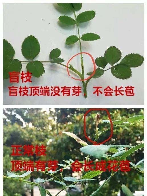 月季为什么光长叶不开花,做好这5点月季开花不再难
