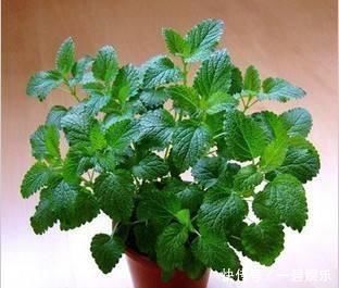 卫生间放一盆这个花,再也没有异味了,蚊虫也不见了