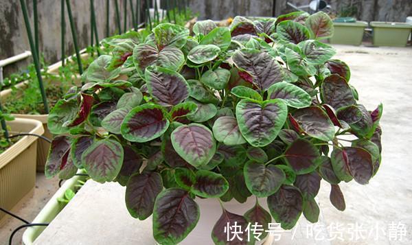 6种绿叶菜,“菜根”不要扔,种到花盆里,20天左右就能摘着吃