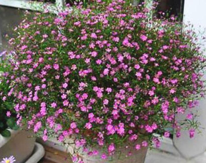 懒人就养此几款花朵,艳丽迷人,不管就爆盆,开花又大又美