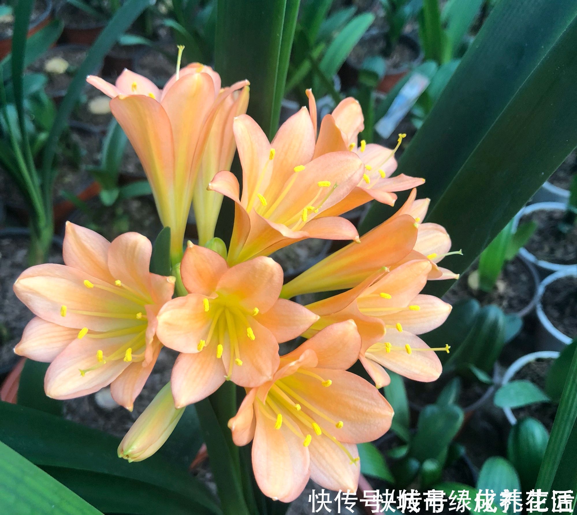 草虫|君子兰的根系往花盆外跑,现在需要换盆吗?换个大盆根多叶茂