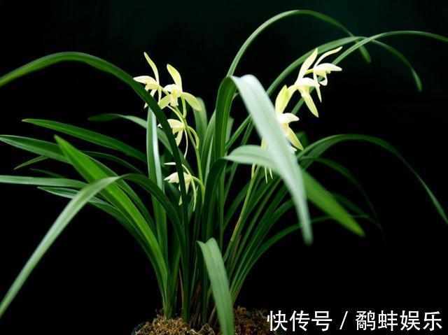 家中养护兰花,使用简单的“肥液”,新芽蓬发,轻松开花