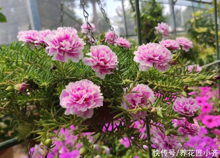 枝条|太阳花你都养不开花？看看这3个“条件”，你少做了那一个