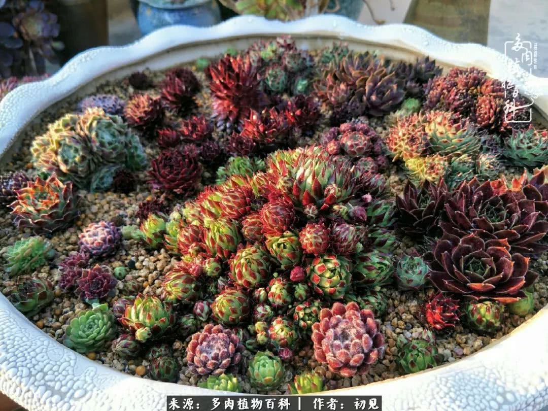 养多肉四周年，从初见到爱恋！幸福一直藏在浅薄的日子里！