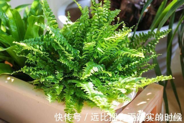 新叶|3种“大气花”越热越长个,新叶呼呼窜,室内百搭花,越长越高雅