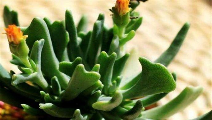 快刀乱麻,不走寻常路的多肉植物,不算呆萌,但让人印象深刻