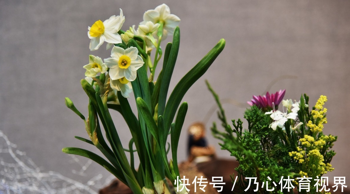 室内养花不能只顾欣赏价值,这些养花禁忌你得记下来