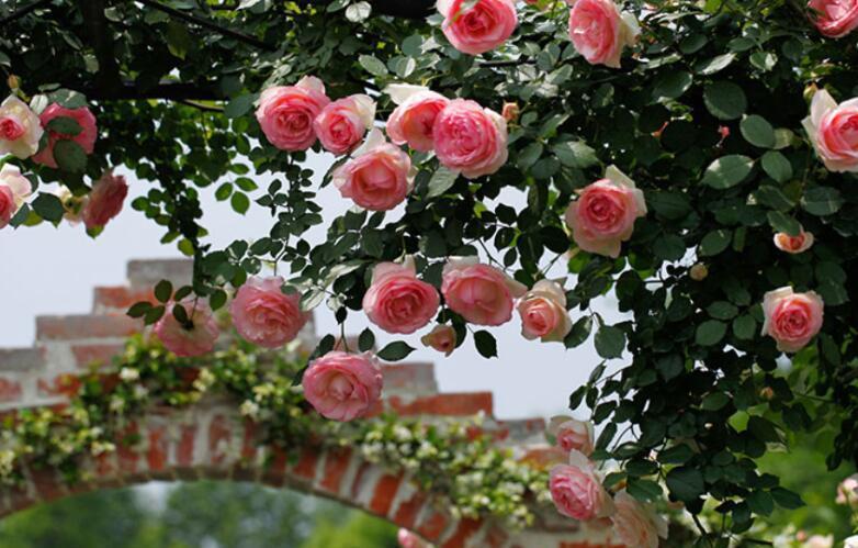 院子里栽花,选品种是关键,十大藤本月季,美成花海超治愈