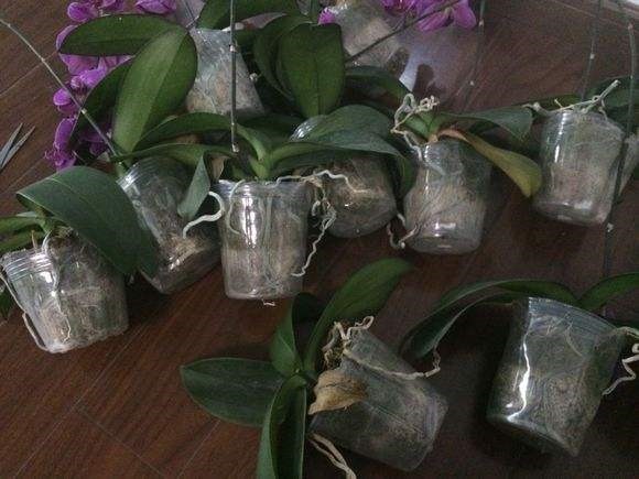 回家|垃圾桶旁边一堆快死的花,到底该不该捡悄悄拎回家赚大发了
