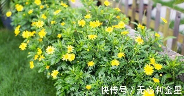 矾根|为了300㎡露台花园,毫不犹豫买了这房子,在城市屋顶过上田园生活!