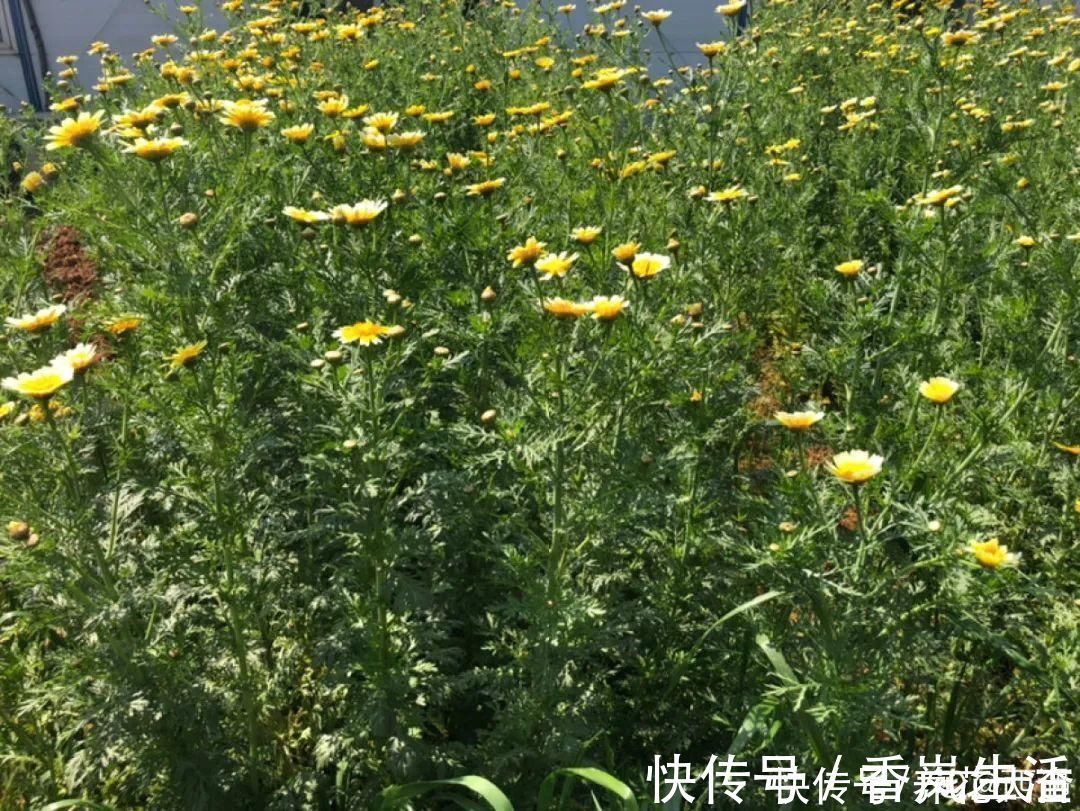 叶子|人参萝卜开花了，我种的花，都是这么奇奇怪怪