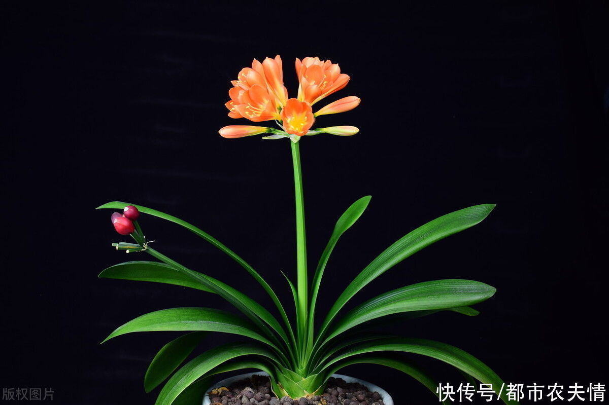 叶片|君子兰看似很好养护，日常管理中也要注意，细节处理好才长得好