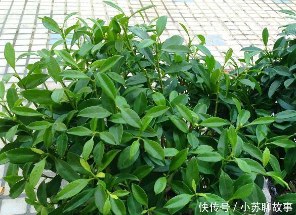 “耐干旱”的3种花,即使40天不浇水,一样“爆盆”,生长快!