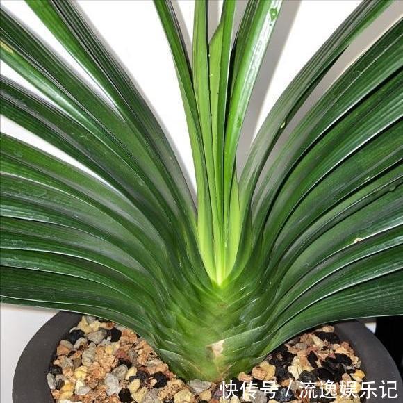 金枝玉叶|7种“富贵花”能活一百年,越养越值钱,家里的“摇钱树”