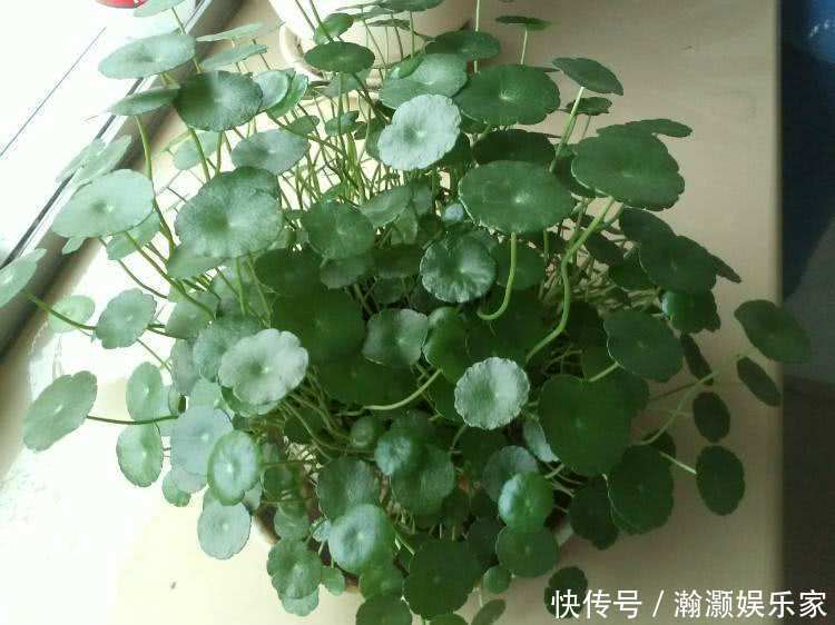 叶子|铜钱草养不好,3个方面原因要了解,学会了养得叶子铜钱大