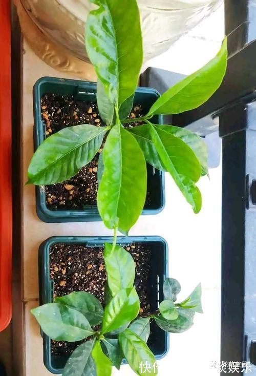 蟹爪兰|邻居家有这四种花,要个枝插土里就活,聪明人都这么干