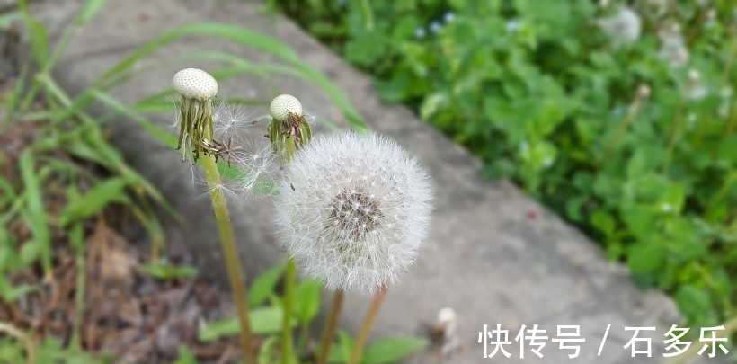 前缘|下旬之前，桃花盛开，难释怀，前缘归位，双手紧握，续写良缘