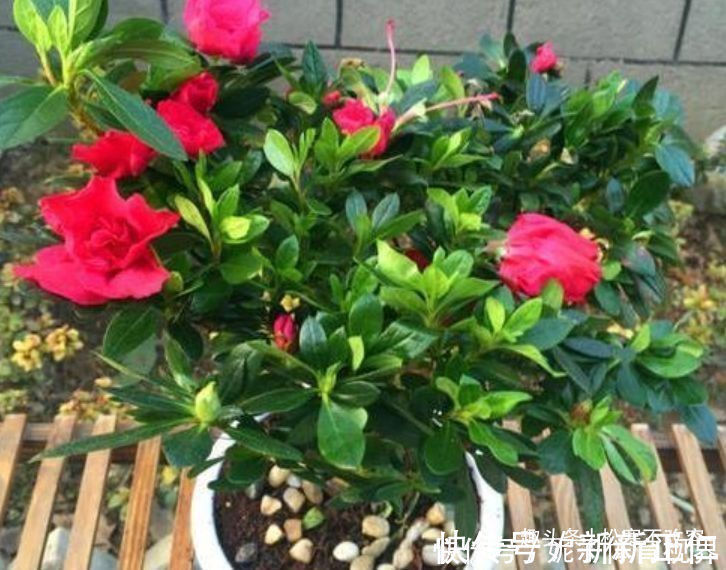 杜鹃花|几种花养家里，特别旺运，超级漂亮还旺运，满屋都是香气