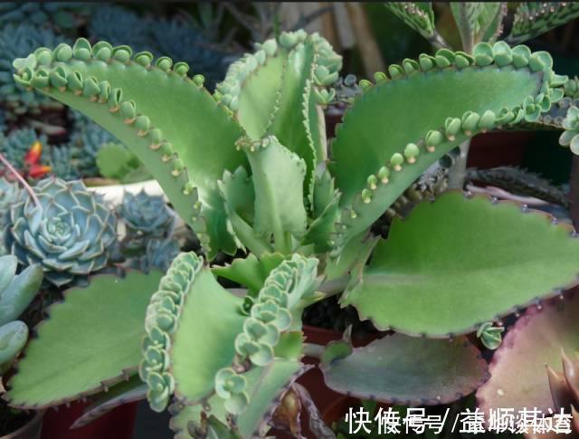垂盆草|养花技巧6种花扔土里就能活,养死了算你厉害