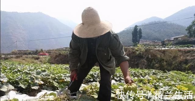 品种|它是一种“另类”南瓜,一斤6元,亩产一吨,种植它有前景吗!