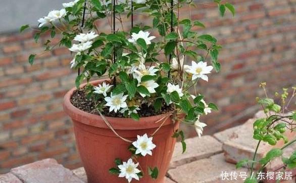 浇水不宜过|阳台养花草盆栽,秋冬该如何浇水?学会2招干湿判断技巧就够了