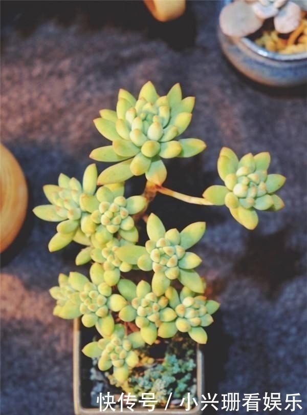 多肉植物|多肉总是“长不大”，注意5点，养出“肉质感”，肥嘟嘟就爆盆！