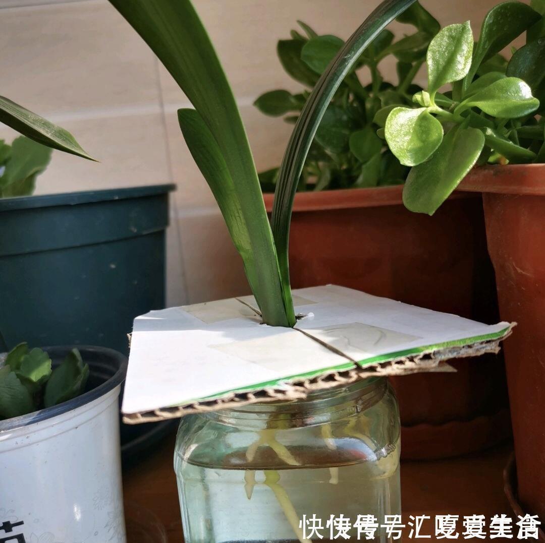 给裸根君子兰“催根”,教你3个方法,养40天冒出“大粗根”