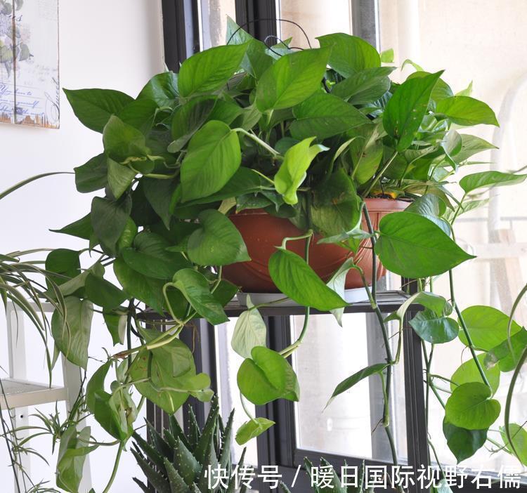 盆栽|5种“耐阴花”,养在北阳台上不见光,开花也很爆