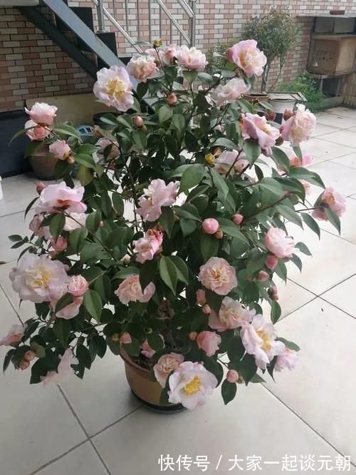 铁树|能养100年的花,养一盆成传家宝,越老越值钱!