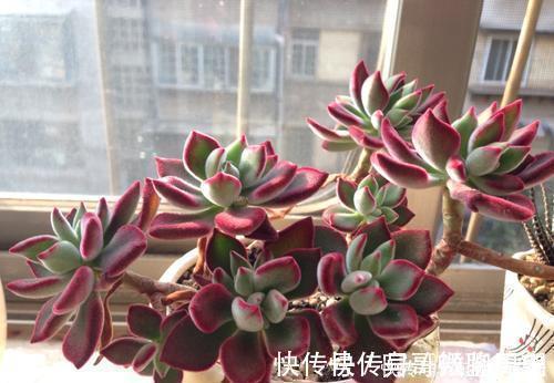 叶片|4种漂亮多肉,怕冷难过冬,新手要慎选,来年开春再养也不迟!