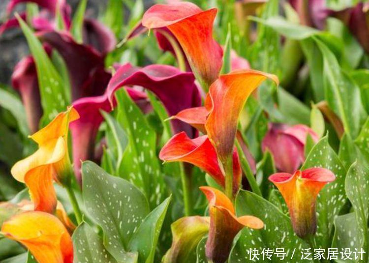 家养4种花,不仅名字好听,花也漂亮,人见人爱,开花一茬茬!