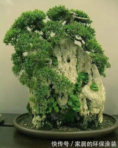 漂亮|漂亮的附石盆景,令人爱不忍释