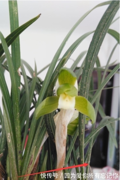 兰花凋谢后，早做3件事，新芽还比老苗多