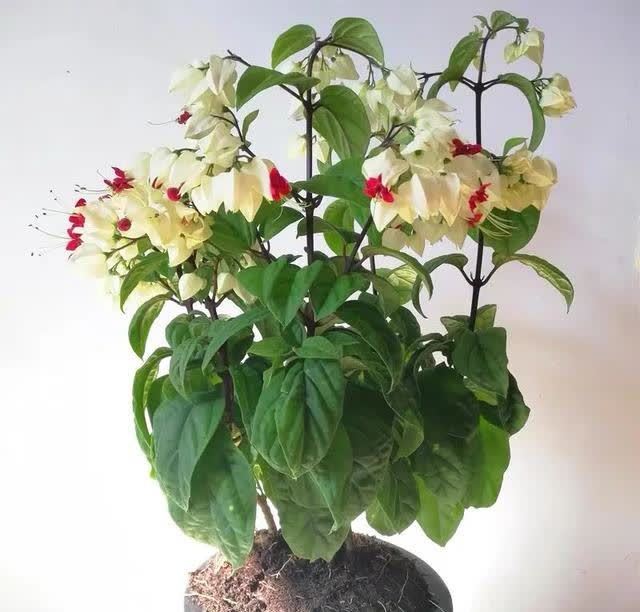 这花真奇特,开花似瑞龙吐珠,家里养几盆,典雅又大方