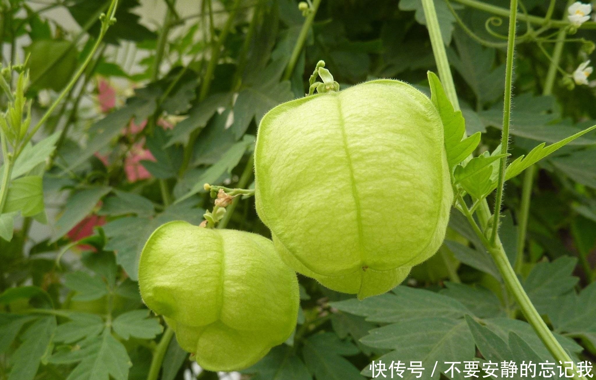 农村这种野草，像元宵节的灯笼，煮水洗澡治水疱