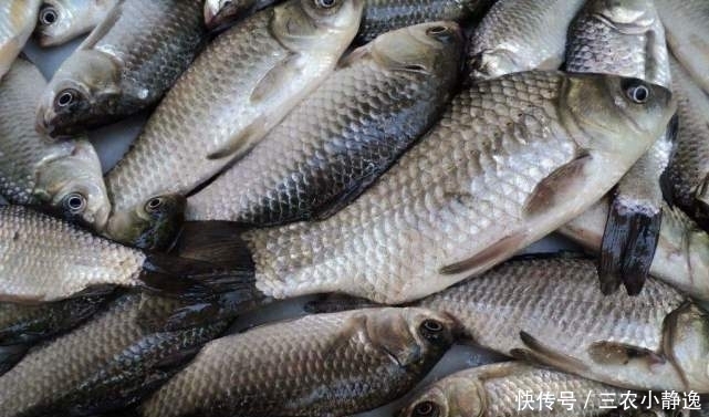 “可遇不可求”的5种河鲜，有钱难找，全吃过的是农村娃