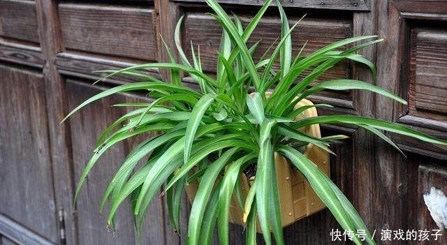 吊兰长的太慢？老花友一个小方法，吊兰像打了“激素”一样疯长
