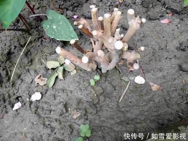 冬天|绣球不剪行不行?能安全过冬吗?分2种情况,修剪可促进爆花