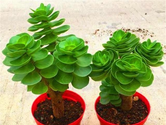 竹签|多肉中的“招财童子”,天生自成老桩,文雅大气,叶片光亮