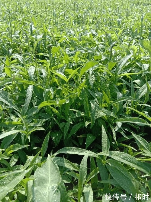 功效|半夏的功效与作用:怎样区分不同种类的半夏