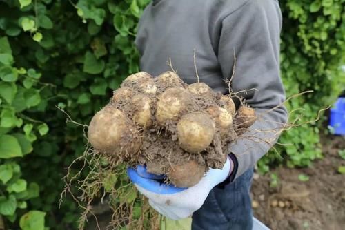 看完|毛薯和山药的区别,看完才知道,网友:又涨知识了!