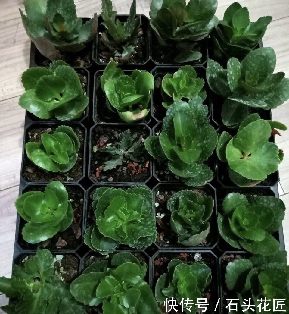 扦插长寿花，记住“选对”3种东西，生根快、长得旺