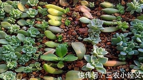 浇水|多肉发根后怎么办 多肉发根后可以浇水吗