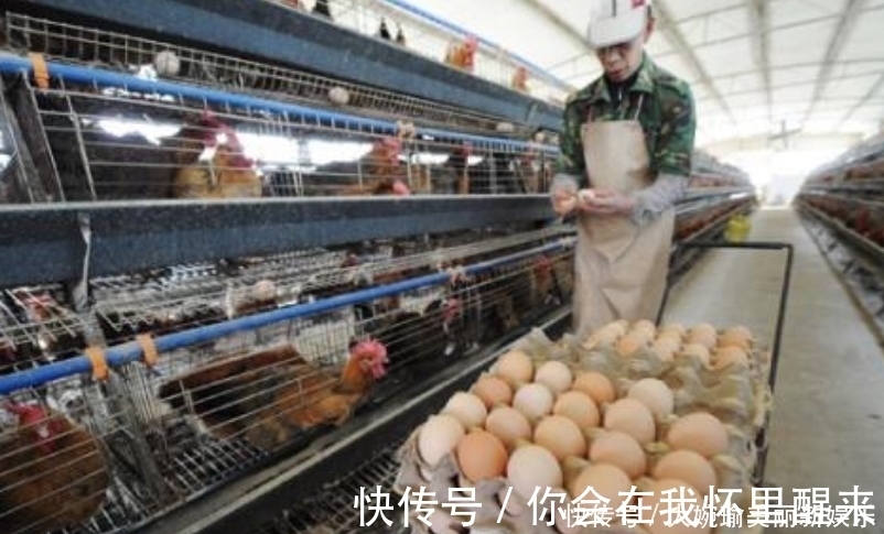 超市的鸡蛋并不是母鸡下的,看到工厂生产鸡蛋的过程,就懂了