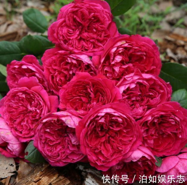 胭脂|喜欢玫瑰，不如养盆“精品玫瑰”皇家胭脂，四季开花，芳香袭人！
