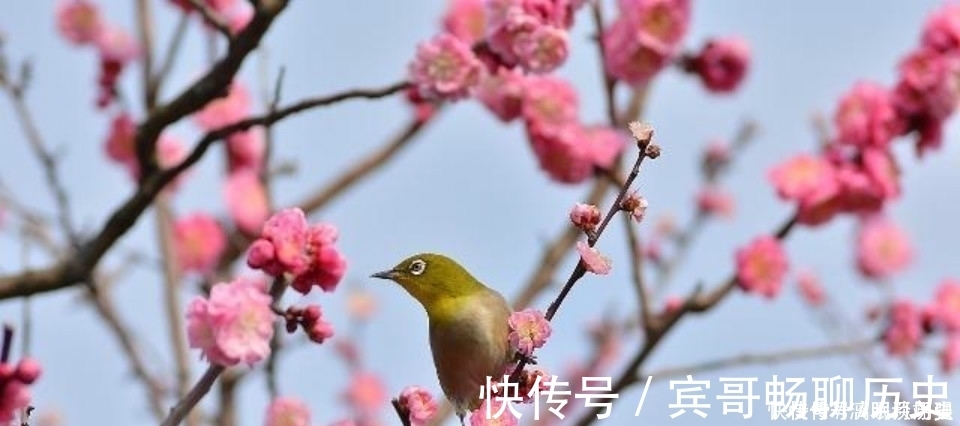 暗香浮动月|众多的咏梅诗里，只有这一首写出不一样的梅花，从而成为千古名篇